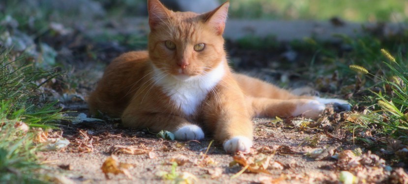 must be the season of the&nbsp;witch